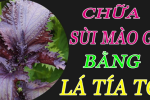 Chữa sùi mào gà bằng lá tía tô hiệu quả hay không?